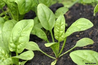 Growing High Iron Vegetables – What Vegetables Are Rich In Iron