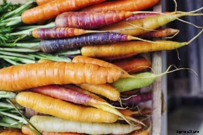 Vitamin A Veggies: Learn About Vegetables High In Vitamin A