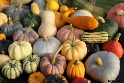 Will Melons Cross With Squash: Growing Cucurbits Next To Each Other
