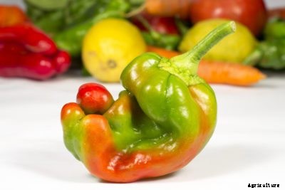 Is Ugly Fruit Edible: What To Do With Ugly Produce