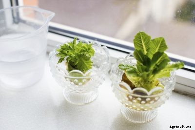 Regrowing Vegetables In Water: Learn How To Root Vegetables In Water