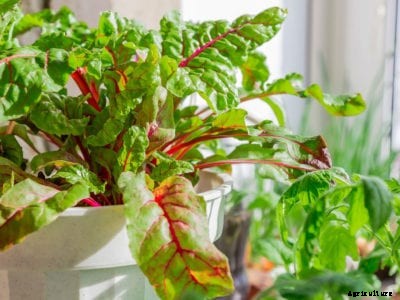 Vegetable Gardening Indoors: Starting A Vegetable Garden Indoors