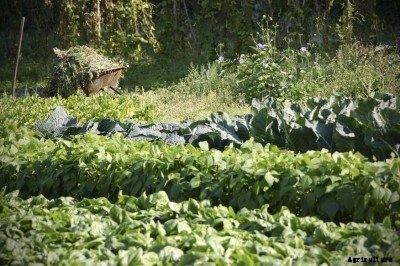 Midsummer Planting Tips: What To Plant In Midsummer