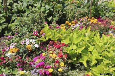 Creating An Edible Front Yard – Tips For Front Yard Gardens