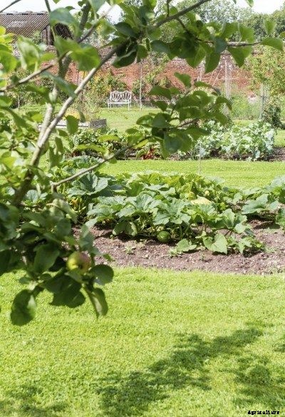 Survival Garden How To: Tips For Designing A Survival Garden
