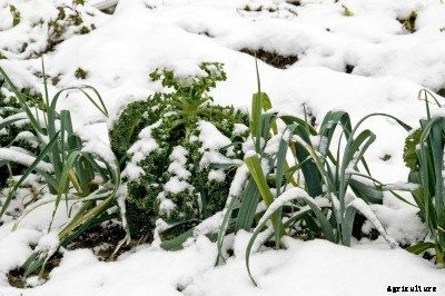 Cool Season Gardening: Guide To Growing Winter Vegetables