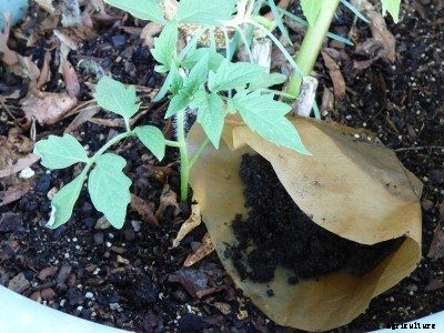 Can You Grow Vegetables In Coffee Grounds: Using Coffee Grounds In Your Vegetable Garden