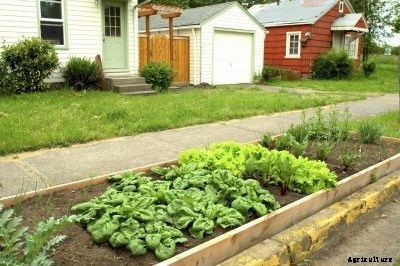 Vegetable Sidewalk Gardening: Growing Veggies In A Parking Strip Garden