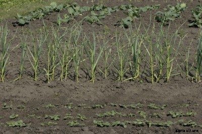 Fall Planting Cool Season Crops: When To Plant Crops In Fall