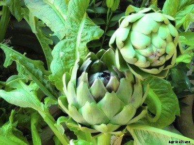 Perennial Vegetable Plants – How To Grow Perennial Vegetables