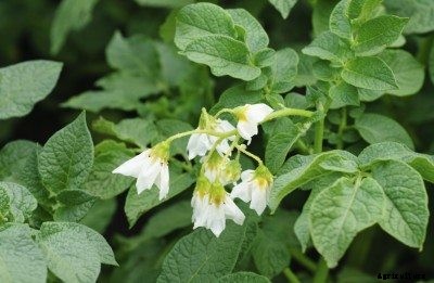 Solanum Plant Family: Information About Solanum Genus
