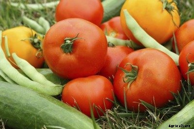 Good Hot Weather Vegetables: Growing Vegetables In Southern Regions