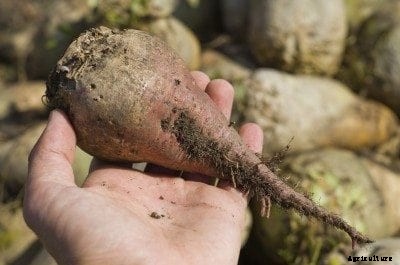 Root Vegetable Storage: How To Store Root Crops In Sand