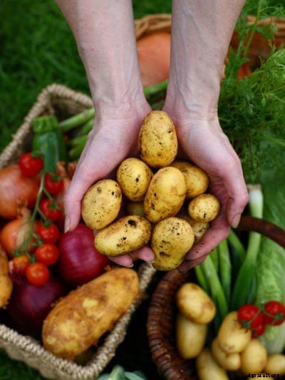 Vegetable Storage Tips: Storing Different Types Of Vegetables