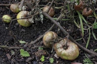 Problems Growing Vegetables: Common Vegetable Plant Diseases And Pests