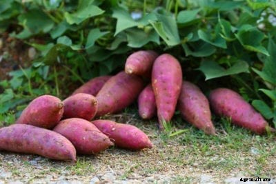 Veggies For Rainy Seasons: Tips On Growing Food Plants In The Tropics