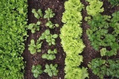 Incompatible Garden Plants: Learn About Plants That Don’t Like Each Other