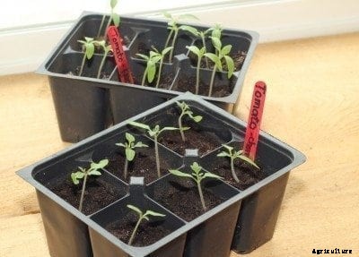 Information On Which Vegetable Seeds To Sow Indoors Or Outdoors
