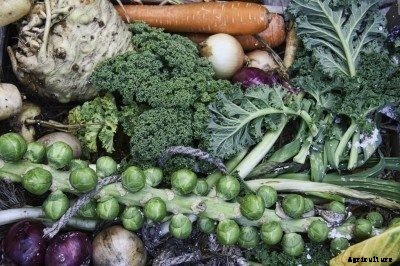 Mild Winter Gardening Tips: What Will Grow In A Warm Winter Garden