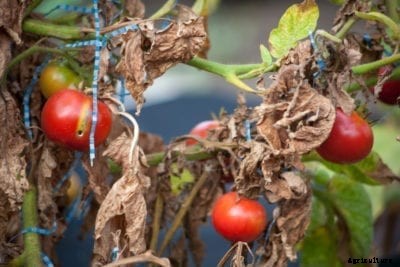 Leaf Browning In Vegetable Plants: What Is Causing Brown Leaves On Vegetables?
