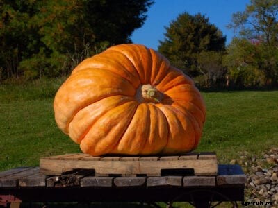 Giant Vegetable Plants: How To Grow Giant Vegetables In The Garden