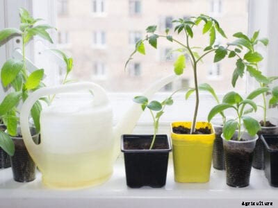 Rooting Vegetable Cuttings: Information On Growing Veggies From Cuttings