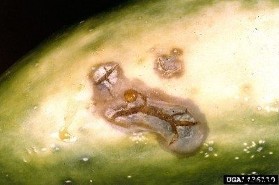 What Is Belly Rot: Tips On Avoiding Rotting Vegetable Fruit