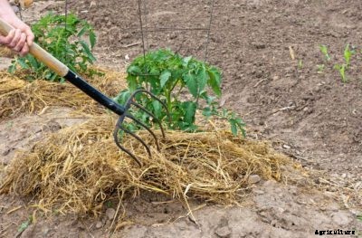 Straw Mulch In Gardens: Tips For Using Straw As Mulch For Vegetables