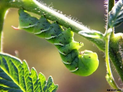 Decoy Trap Plants – How To Use Trap Crops For Controlling Insect Pests