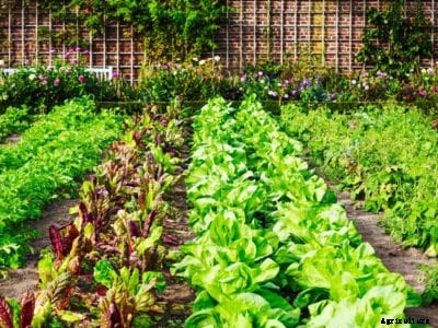Crop Arrangement In Gardens: What Is The Best Way To Orient Garden Rows