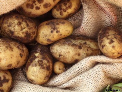 Scab On Vegetables – How To Treat Scab Disease In The Vegetable Garden