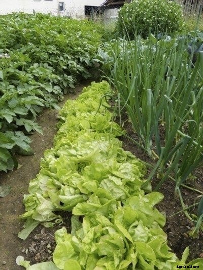 Vegetable Intercropping – Information For Interplanting Flowers And Vegetables