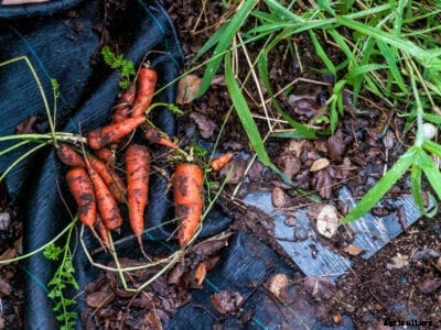 Baby Vegetable Plants – Tips For Growing Baby Vegetables In The Garden