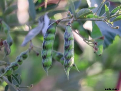 Popular Legume Plants: What Are The Different Types Of Legumes