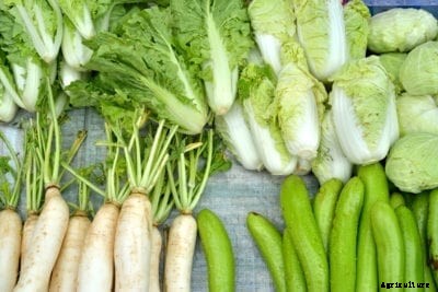 How To Grow And Care For Asian Style Vegetables