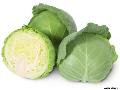 Cole Crop Plants – When To Plant Cole Crops