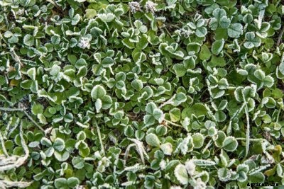 Cold Weather Cover Crops – When And Where To Plant Cover Crops