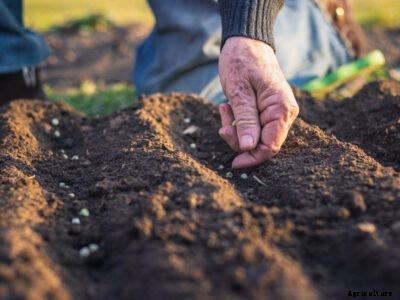 How To Pre-Seed Your Garden In Fall For An Early Spring Harvest