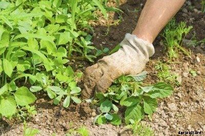 Tips For Controlling Weeds In A Vegetable Garden