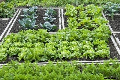 Vegetables That Grow In Shade: How To Grow Vegetables In The Shade