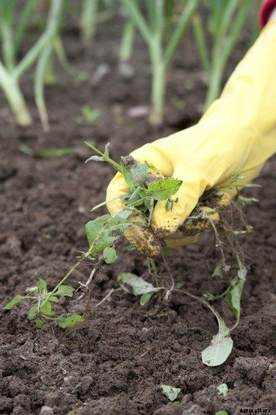 Vegetable Garden Weed Control For A Garden: A Step By Step Guide For Weeding