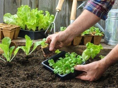 Ultimate Beginner’s Guide To Starting Vegetable Gardens