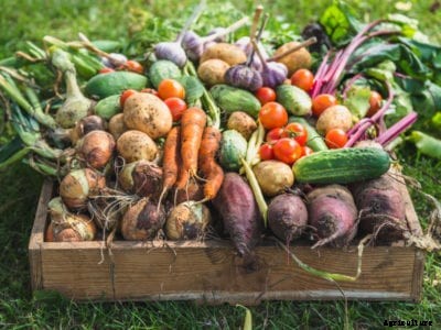 Vegetable Garden Size For Family