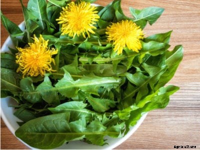 Eating Weeds – A List Of Edible Weeds In Your Garden
