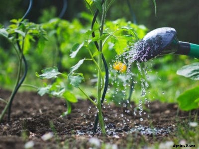 Best Time To Water Plants – When Should I Water My Vegetable Garden?