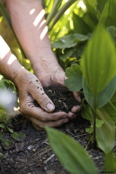 Vegetable Garden Soil – What’s The Best Soil For Growing Vegetables?