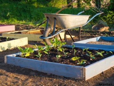 Learn The Vegetable Gardening Basics