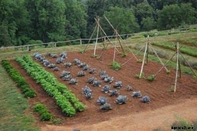 Rotating Vegetables: Home Garden Crop Rotation