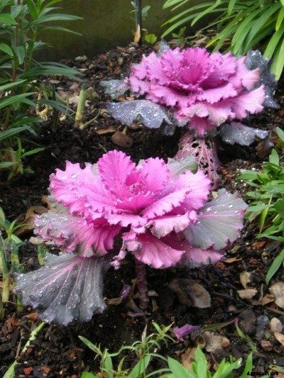 Landscaping With Vegetables: Mixing Flowers And Vegetables