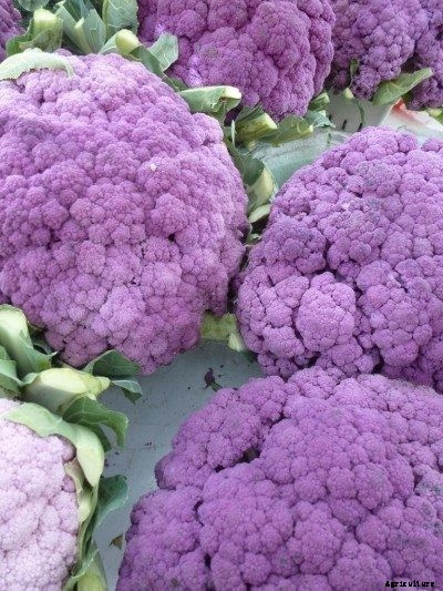 Unusual Vegetables And Fruits For Your Backyard Landscape